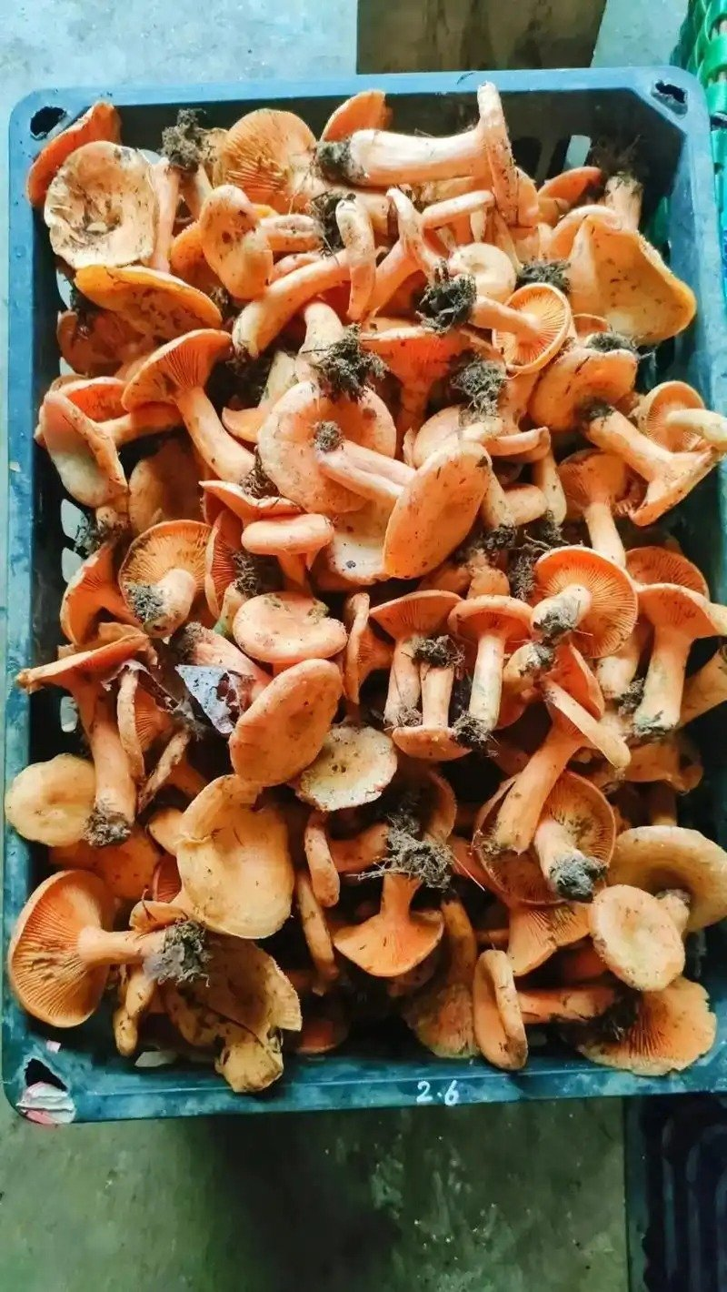 乌枞菌