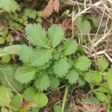 仙鹤草