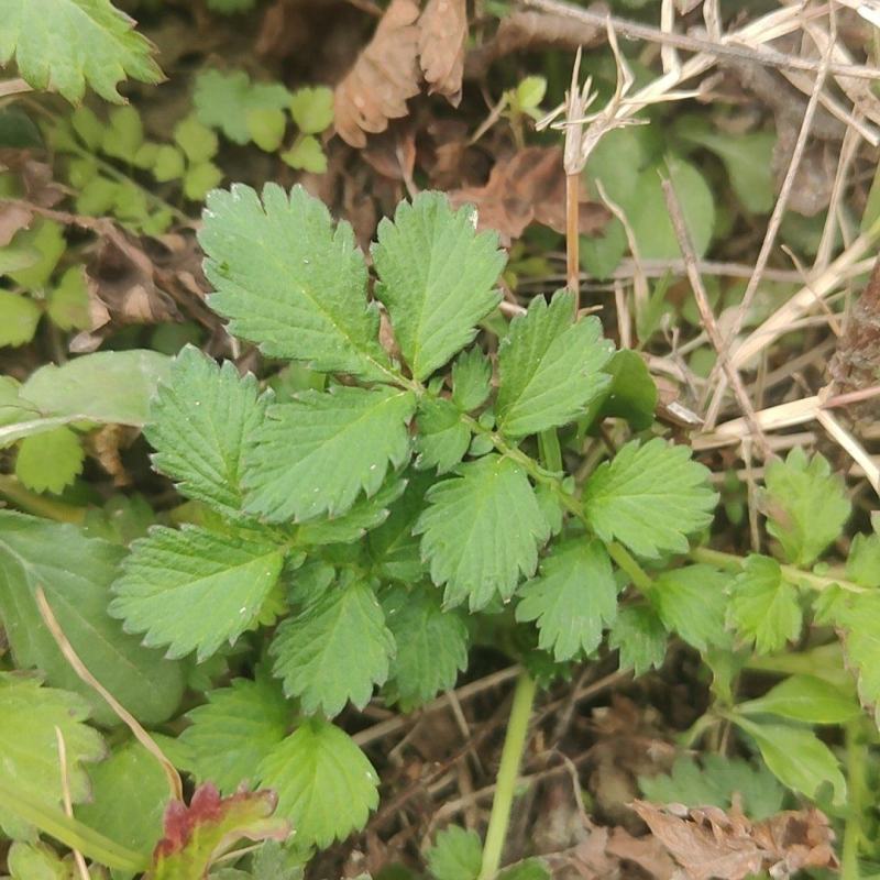 仙鹤草