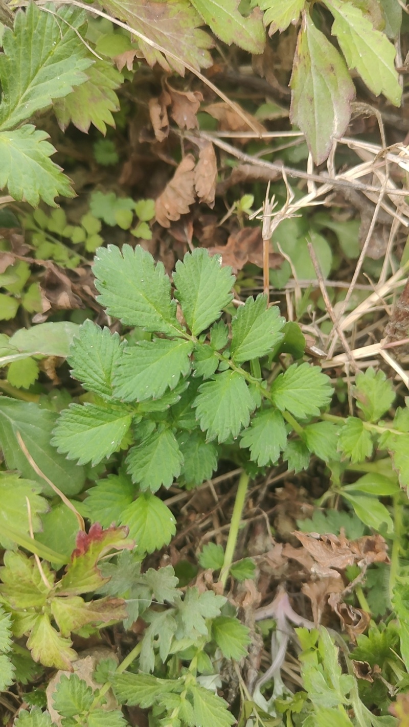仙鹤草