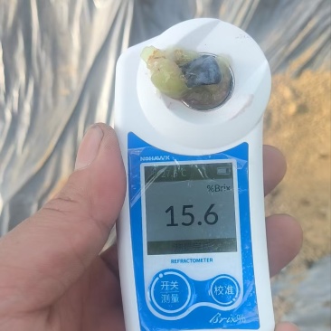 山东莒县花香25，F6,L11等大量上市，欢迎各地收购商