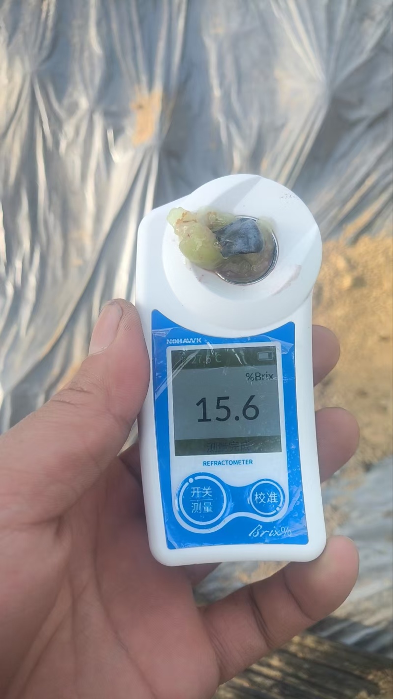 山东莒县花香25，F6,L11等大量上市，欢迎各地收购商
