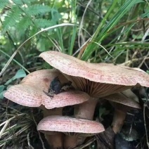 乌枞菌