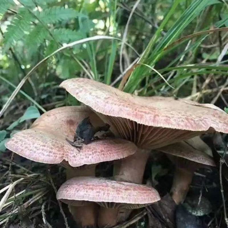 乌枞菌
