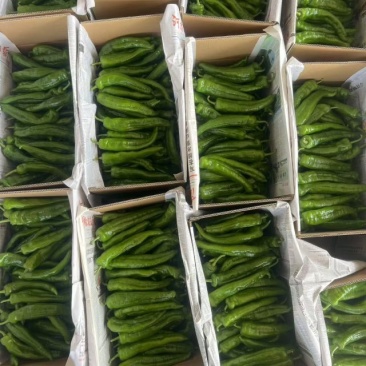 301辣椒,301大椒,大棚种植辣椒,现摘现发。