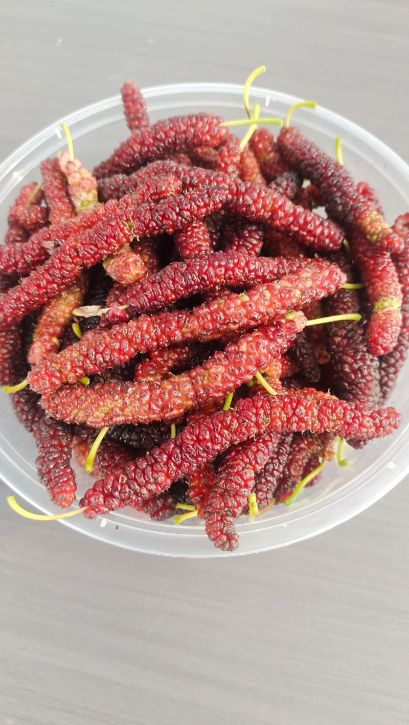 桑葚树，10年大树，要拆迁，有需要的联系我