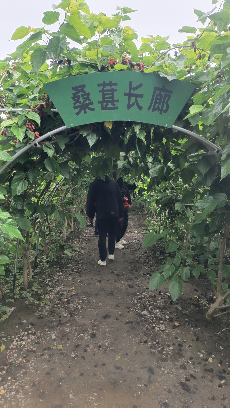 桑葚树，10年大树，要拆迁，有需要的联系我