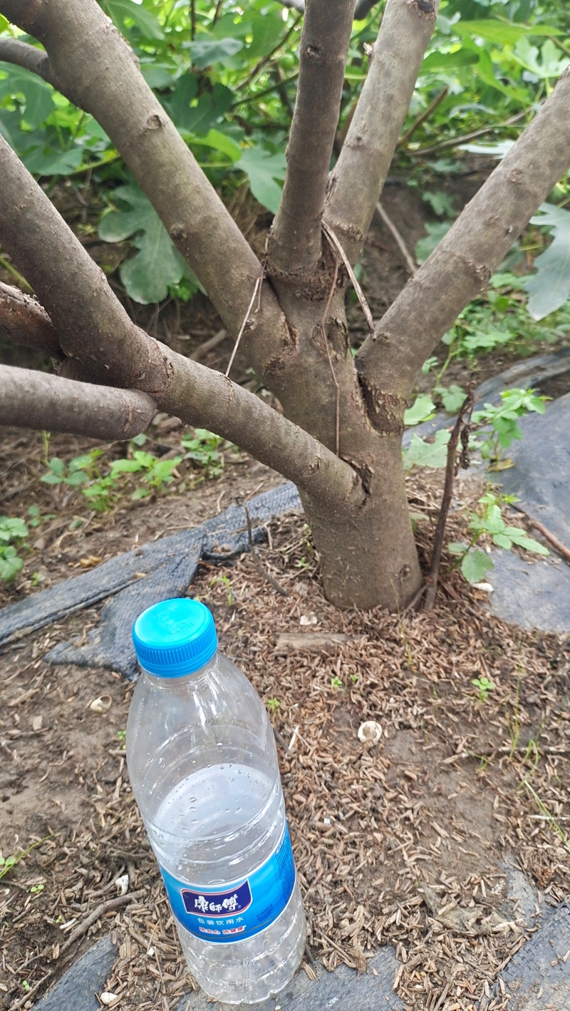 桑葚树，10年大树，要拆迁，有需要的联系我