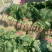 《大叶菠菜》基地直供现货随装量大从优全国代发欢迎