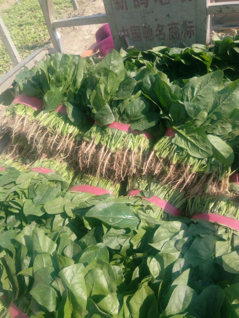 《大叶菠菜》基地直供现货随装量大从优全国代发欢迎