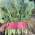 《大叶菠菜》基地直供现货随装量大从优全国代发欢迎