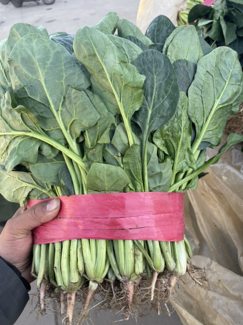 《大叶菠菜》基地直供现货随装量大从优全国代发欢迎