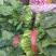 《大叶菠菜》基地直供现货随装量大从优全国代发欢迎