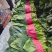 《大叶菠菜》基地直供现货随装量大从优全国代发欢迎