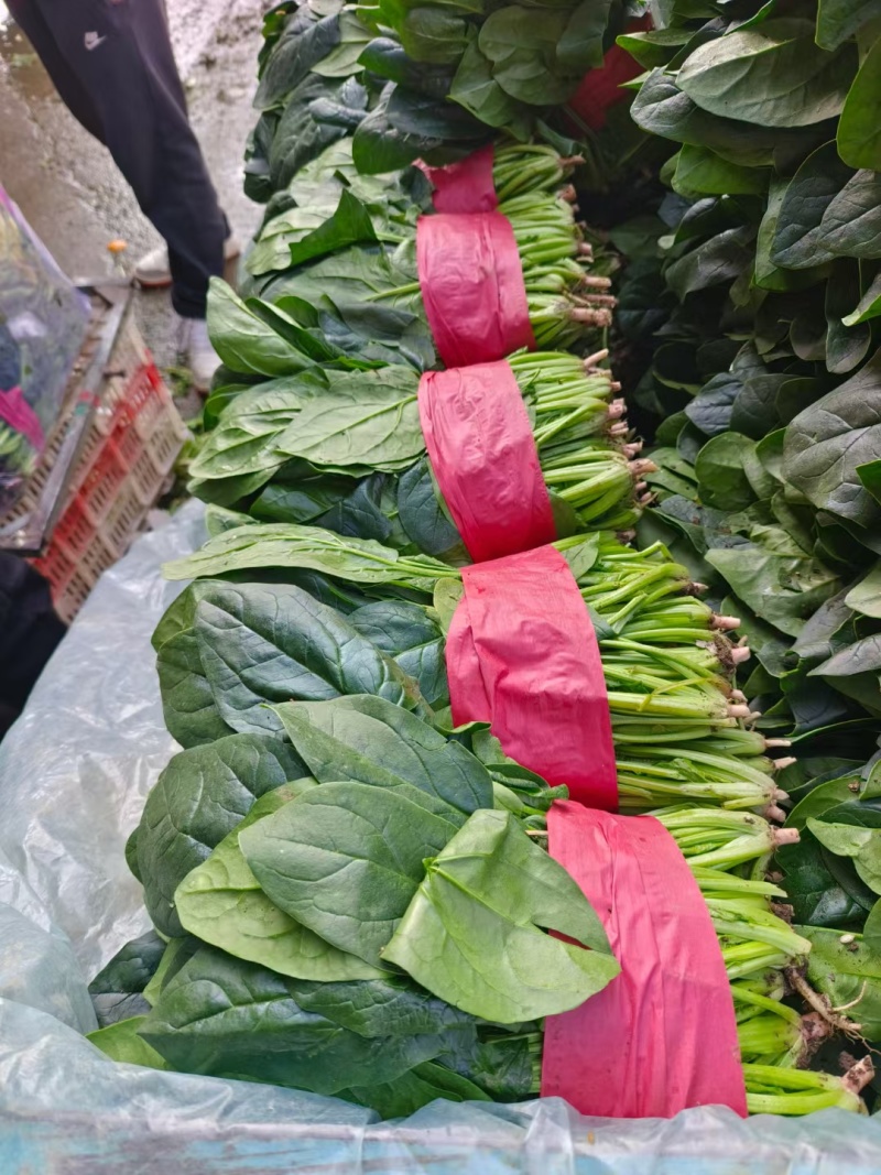 《大叶菠菜》基地直供现货随装量大从优全国代发欢迎