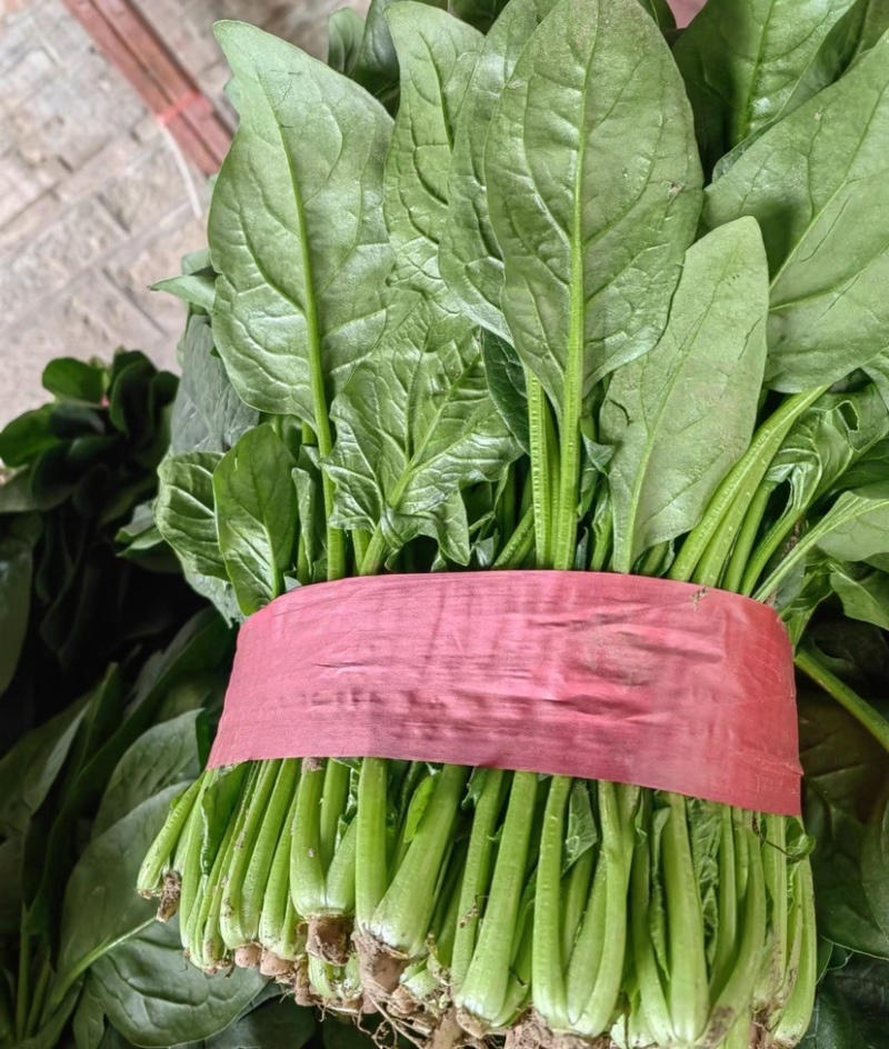 《大叶菠菜》基地直供现货随装量大从优全国代发欢迎