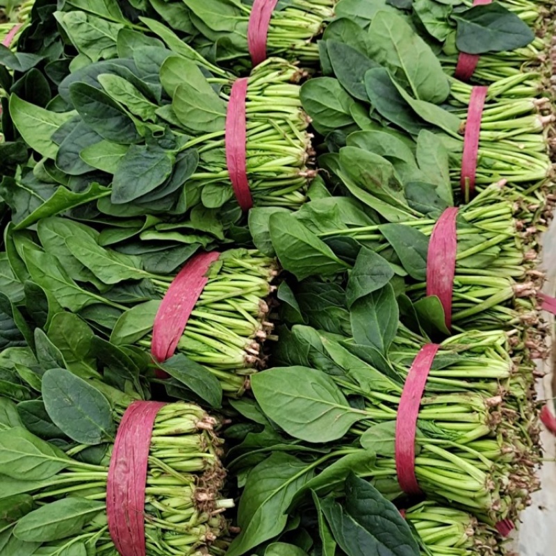 《大叶菠菜》基地直供现货随装量大从优全国代发欢迎