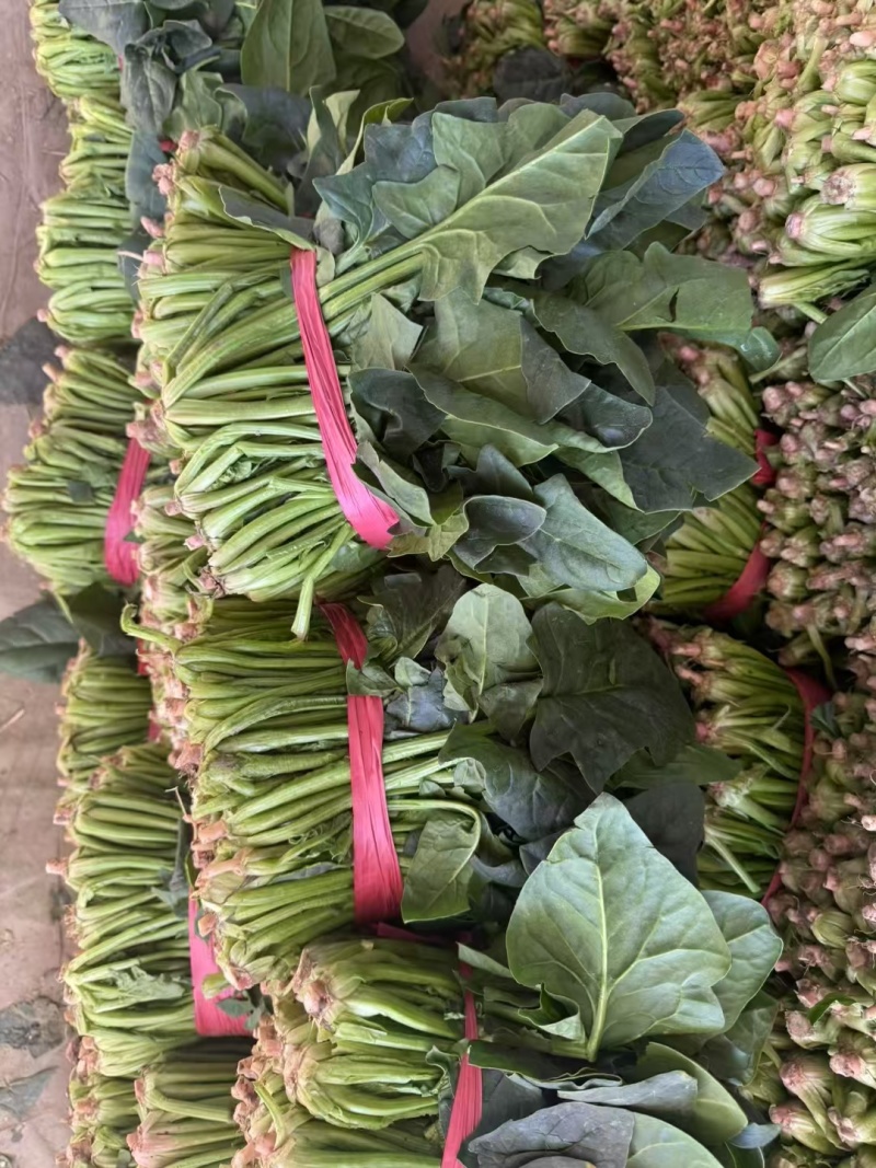 《大叶菠菜》基地直供现货随装量大从优全国代发欢迎