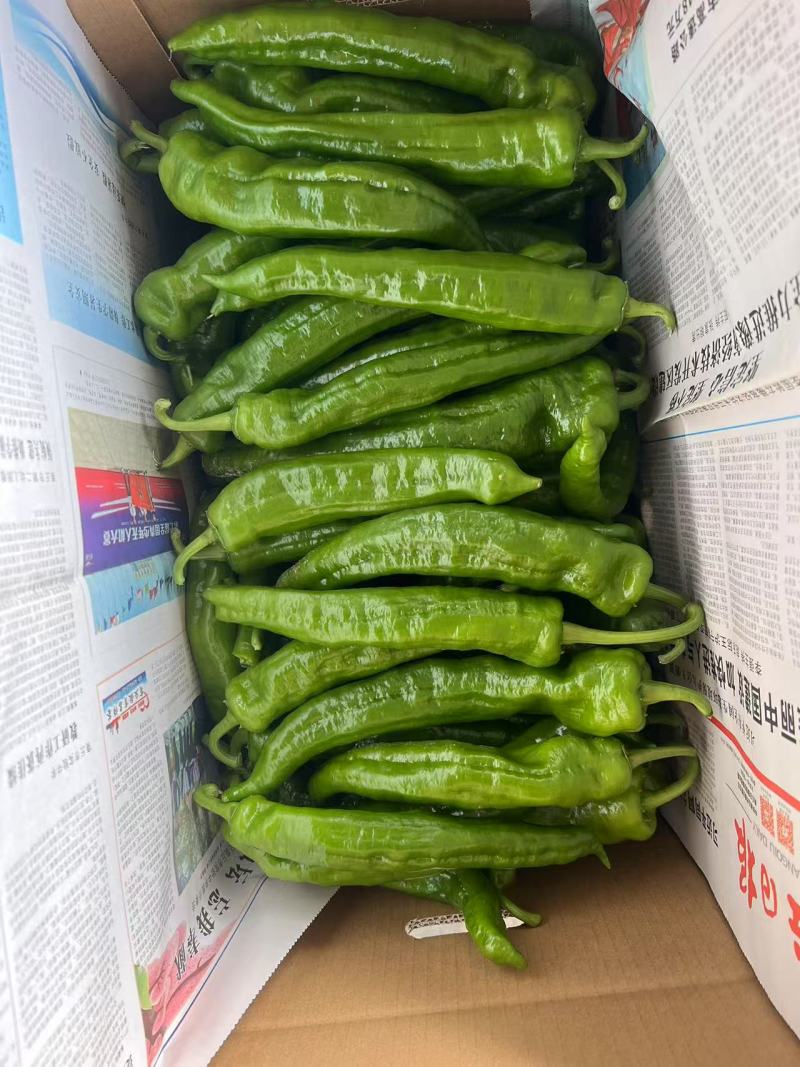 301辣椒，301大椒，大棚种植辣椒，现摘现发。