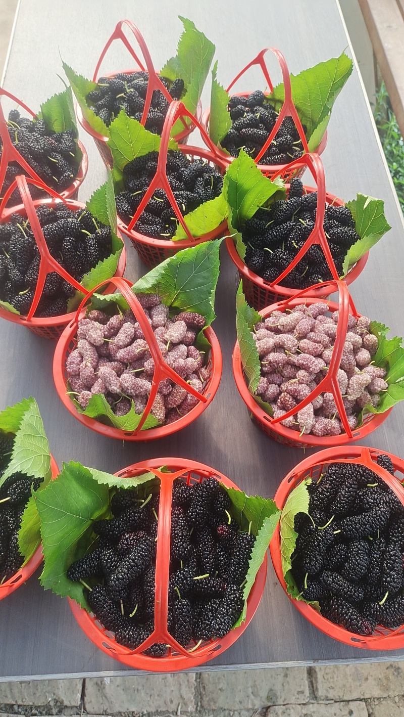 桑葚树，10年大树，要拆迁，有需要的联系我