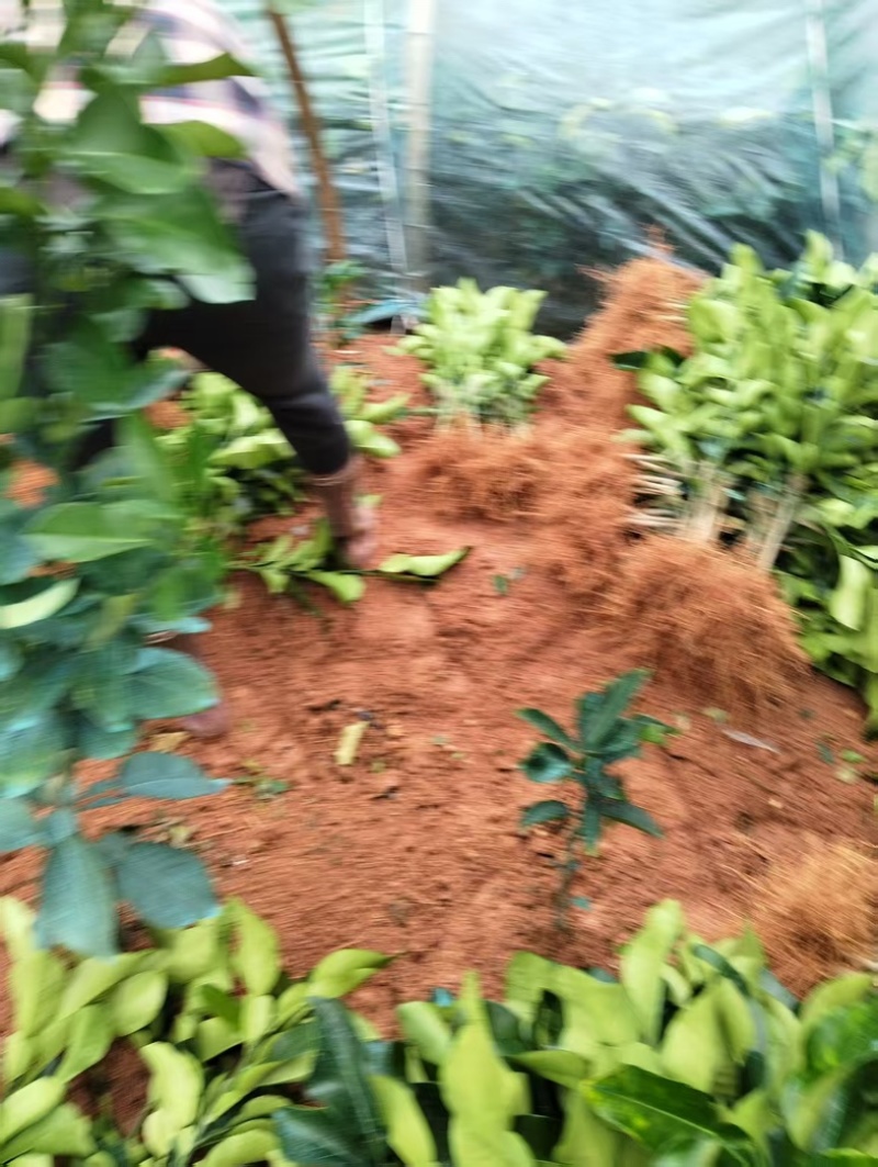 福建平和，红柚亩三红柚亩，产地直发一手货源