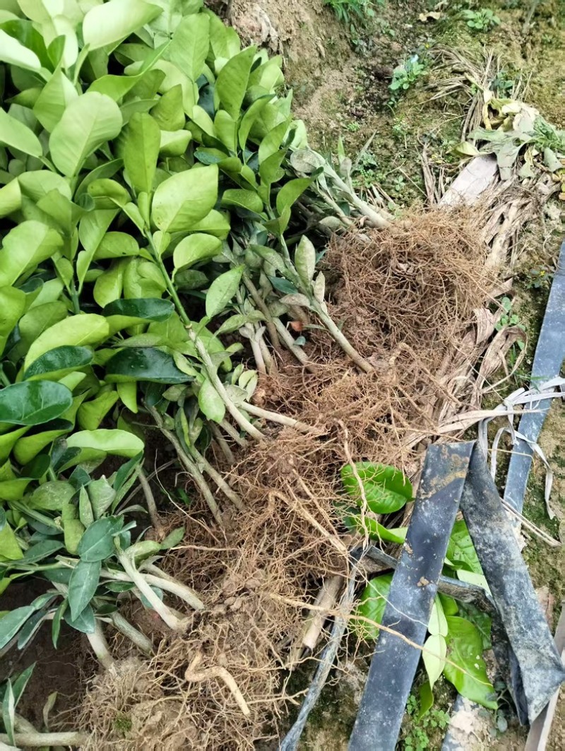 福建平和，红柚亩三红柚亩，产地直发一手货源