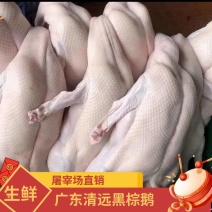 广东清远黑棕鹅肉新鲜现杀现发酒店饭店酒楼快餐店食堂专用食