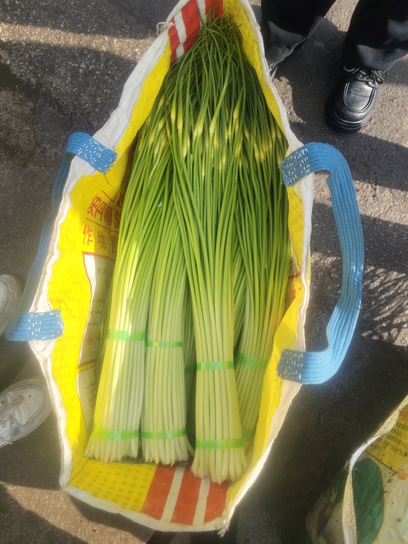 精品白帽蒜苔，欢迎来电了解