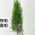 侧柏苗扁柏树苗松柏树籽树苗庭院绿化荒山造林绿化苗木