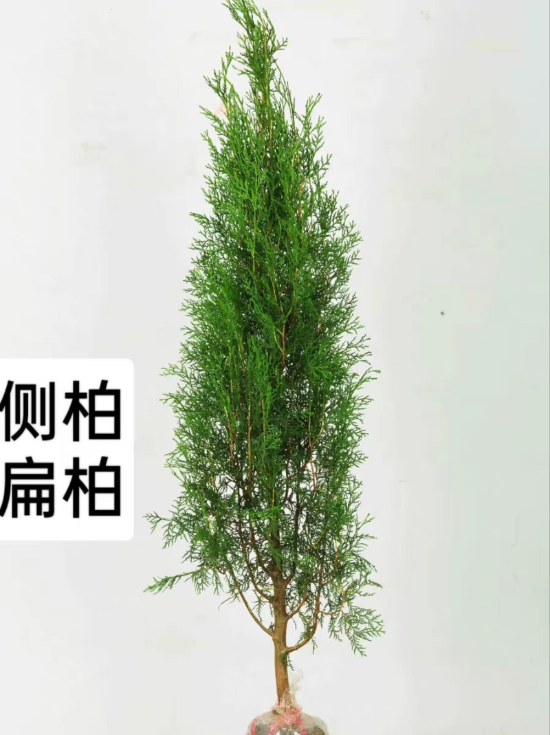 侧柏苗扁柏树苗松柏树籽树苗庭院绿化荒山造林绿化苗木