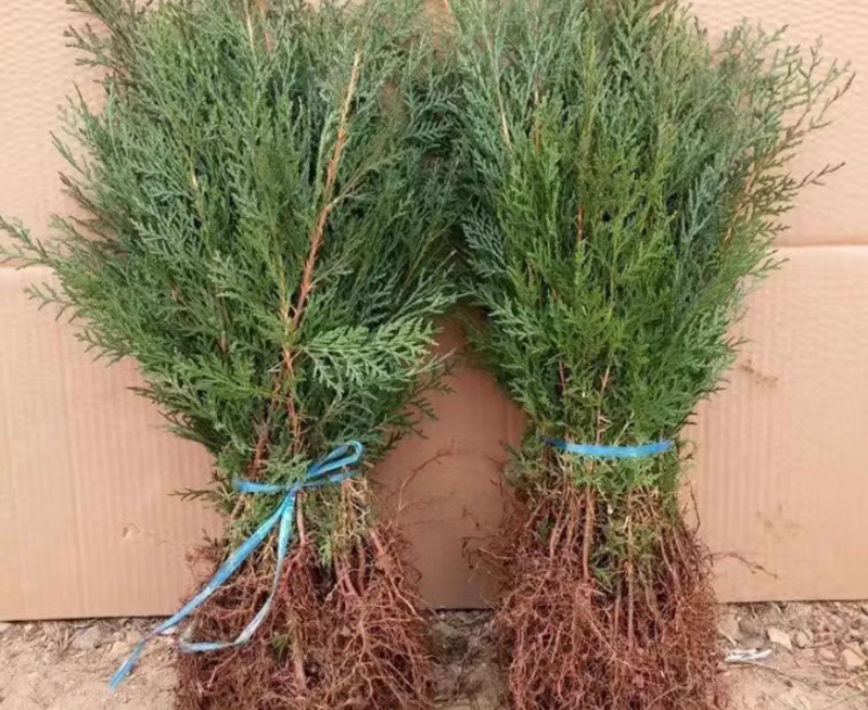 侧柏苗扁柏树苗松柏树籽树苗庭院绿化荒山造林绿化苗木