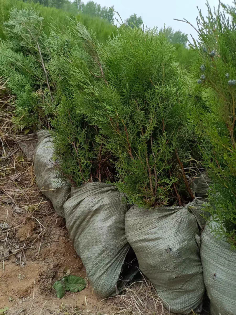侧柏苗扁柏树苗松柏树籽树苗庭院绿化荒山造林绿化苗木