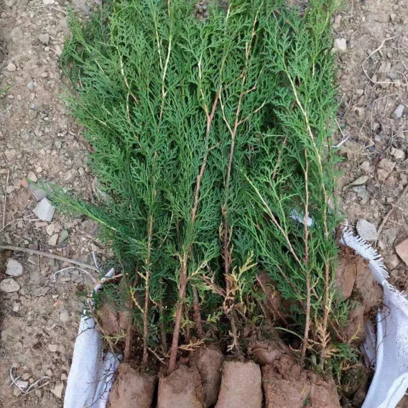 侧柏苗扁柏树苗松柏树籽树苗庭院绿化荒山造林绿化苗木