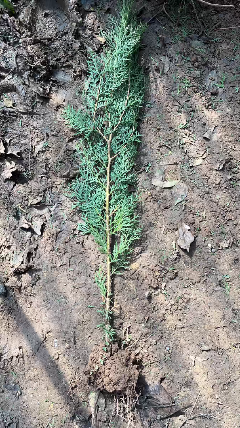 侧柏苗扁柏树苗松柏树籽树苗庭院绿化荒山造林绿化苗木