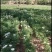 内蒙赤芍苗-现货（大量供应）