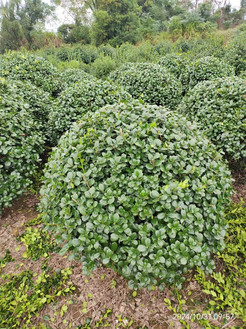 无刺枸骨球