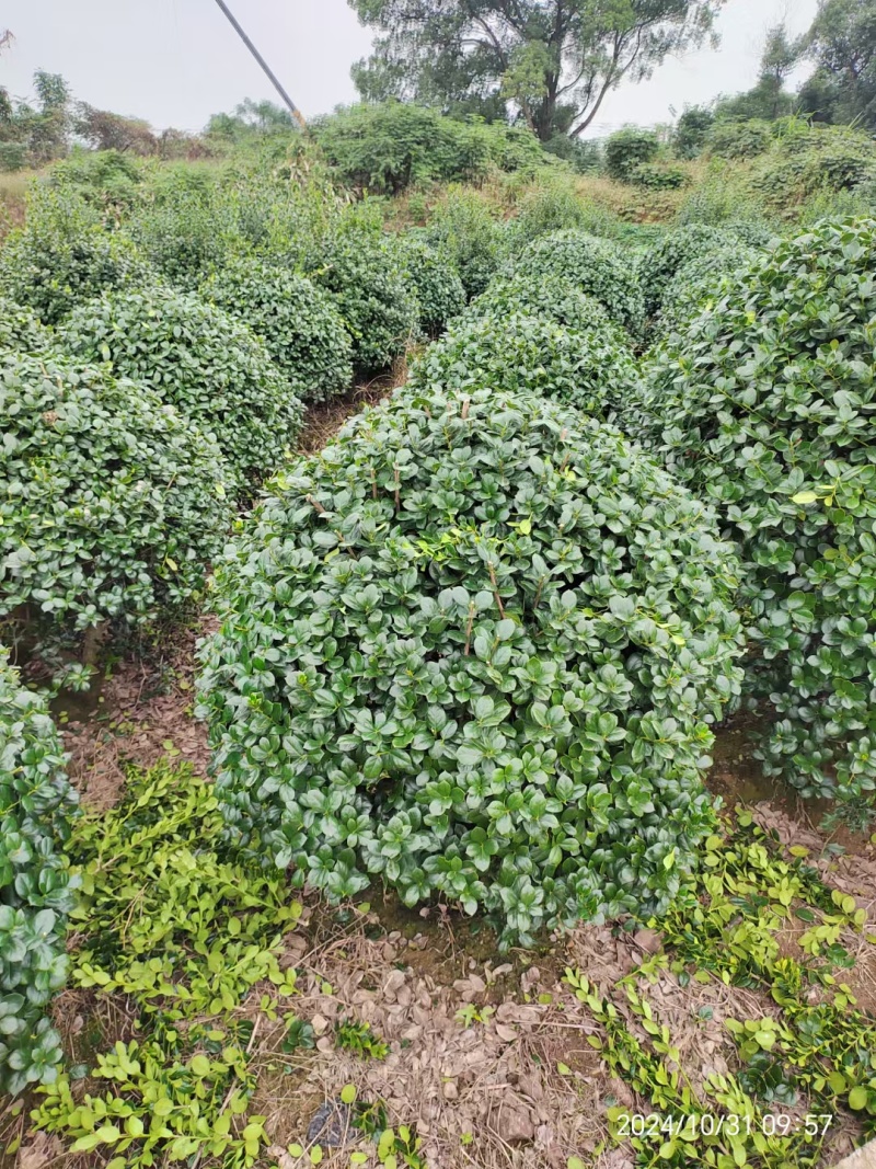 无刺枸骨球