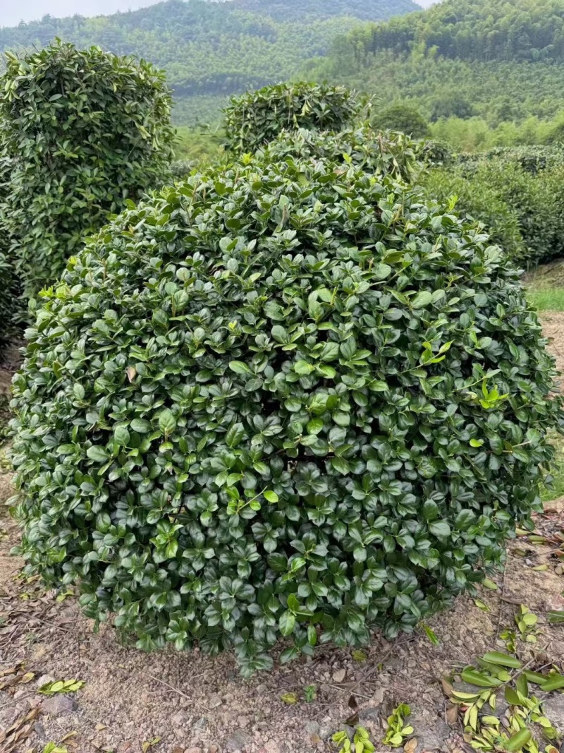无刺枸骨球