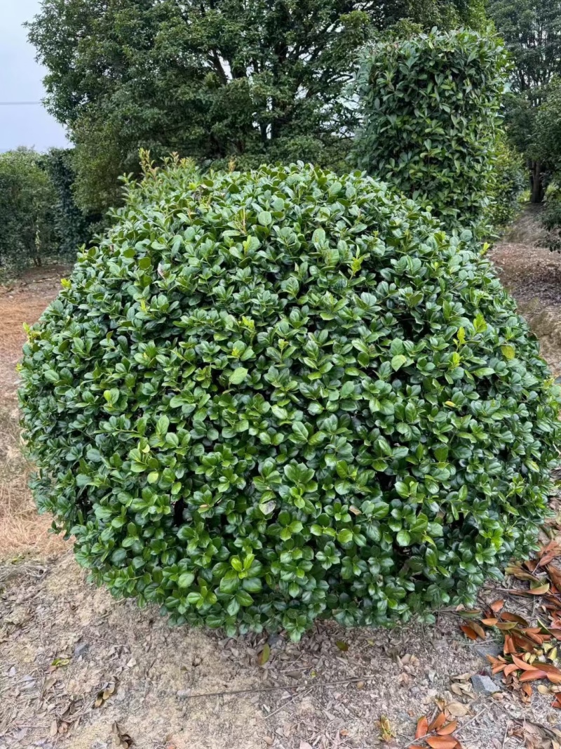 无刺枸骨球