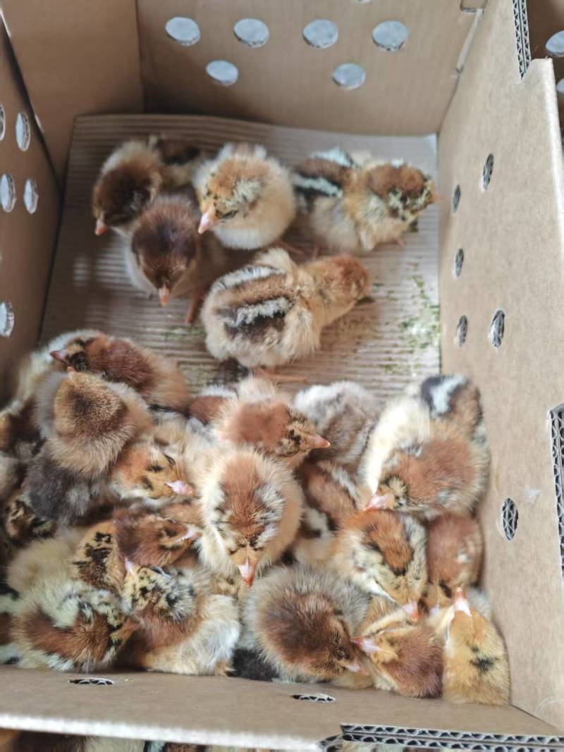 良凤花鸡苗，厂家直销货源稳定，品质保障