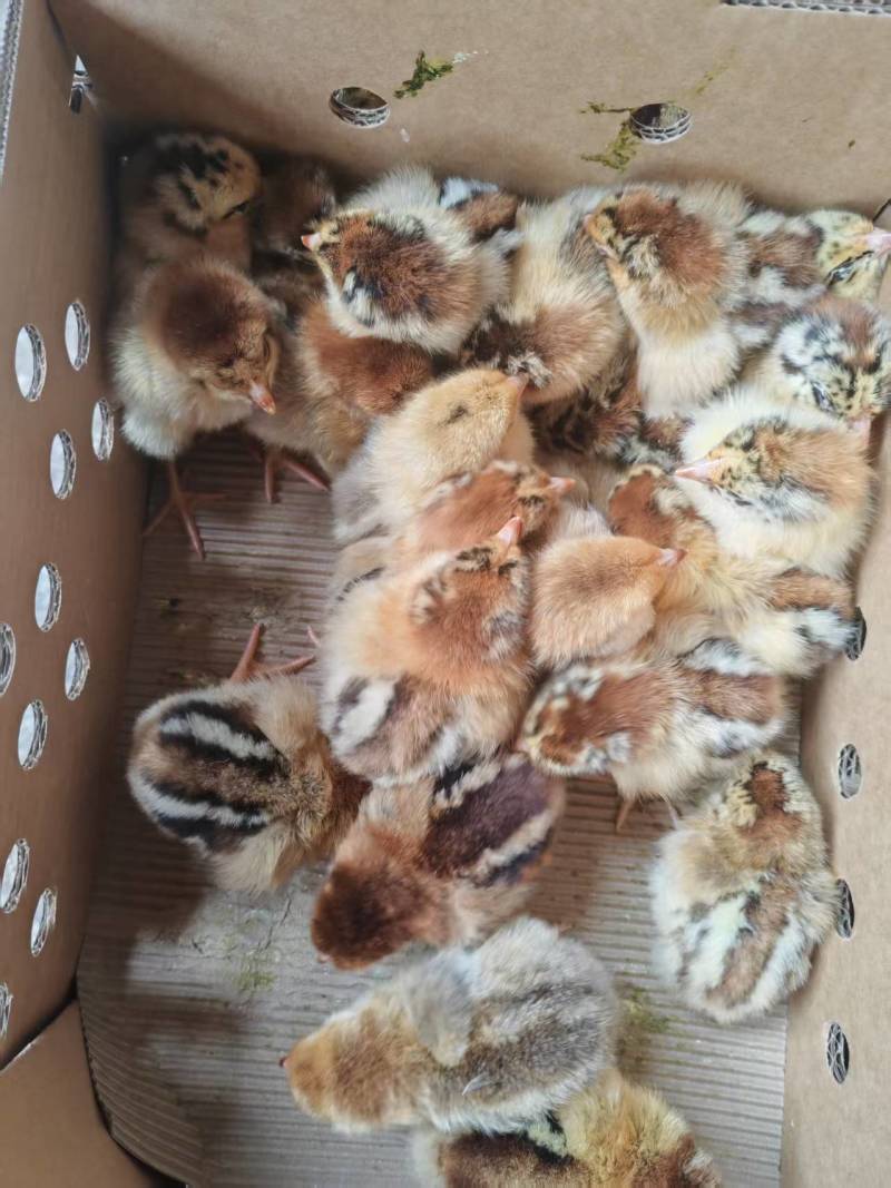良凤花鸡苗，厂家直销货源稳定，品质保障