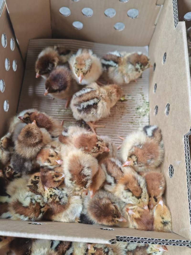 良凤花鸡苗，厂家直销货源稳定，品质保障