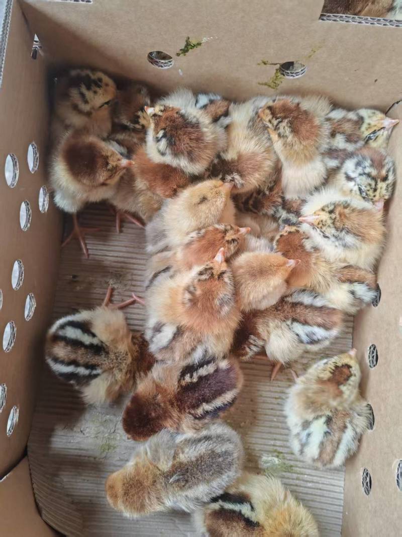 良凤花鸡苗，厂家直销货源稳定，品质保障