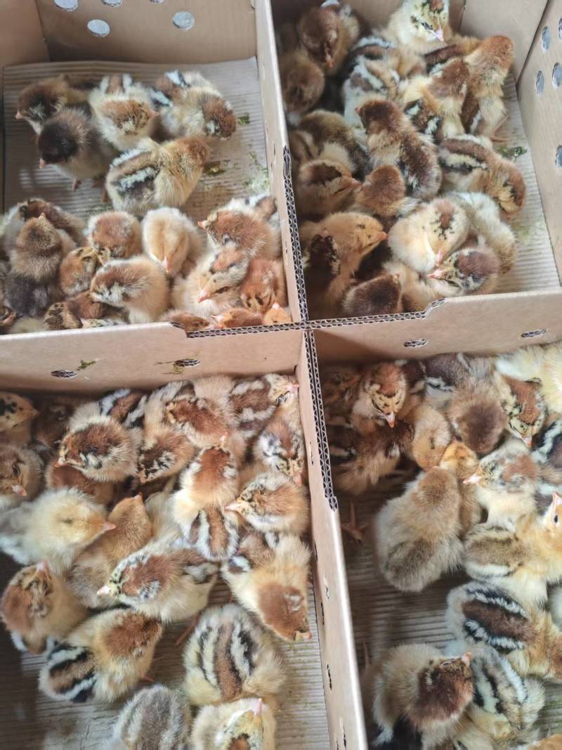 良凤花鸡苗，厂家直销货源稳定，品质保障