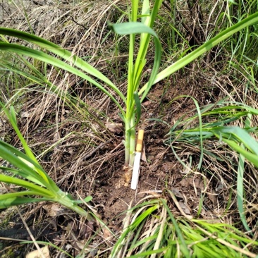 野生韭菜根起阳草根