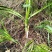 野生韭菜根起阳草根