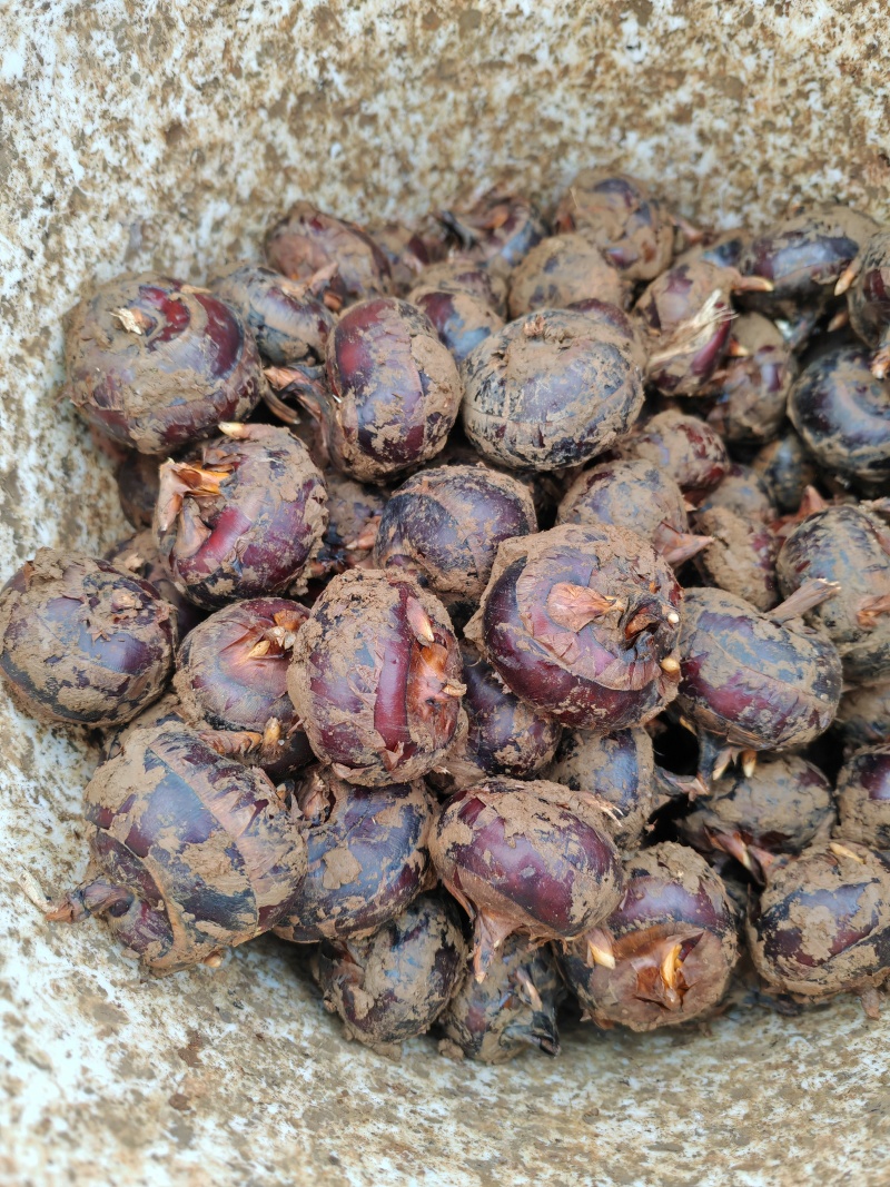 广西品种马蹄