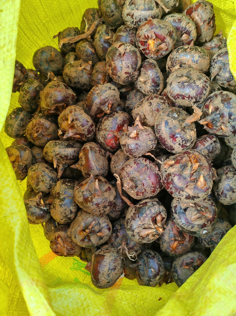 广西品种马蹄
