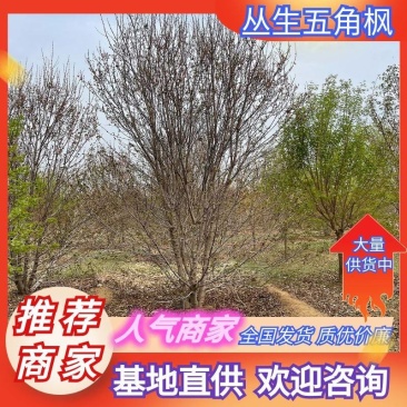 五角枫丛生基地直供成活高价格实惠欢迎联系