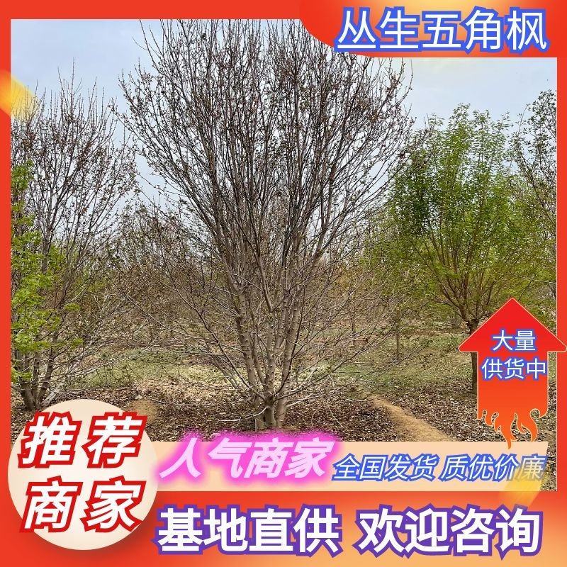 五角枫丛生基地直供成活高价格实惠欢迎联系